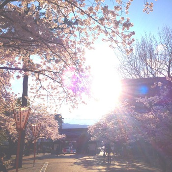 膳所公園♡