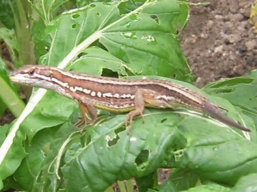 二町 まちづくりと絆のホットニュース トカゲとカナヘビ