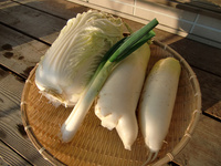 今日の収獲（1/31-晴れ）