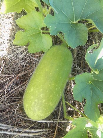 収穫野菜