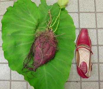 さつまいも収穫