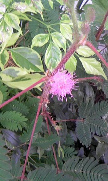 オジギソウの花