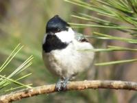 なんだか野鳥な一日