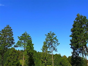 「やまのこ」な日々