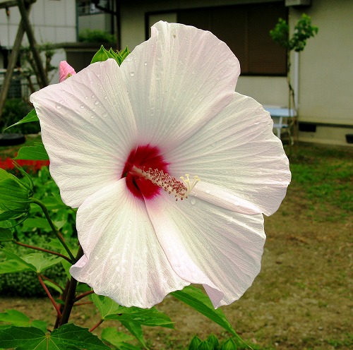 大輪の花の名前は・・・・