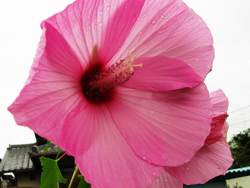 大輪の花の名前は・・・・