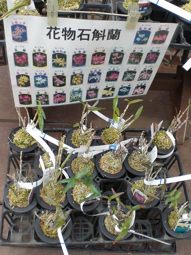 富貴蘭、長生蘭（セッコク）