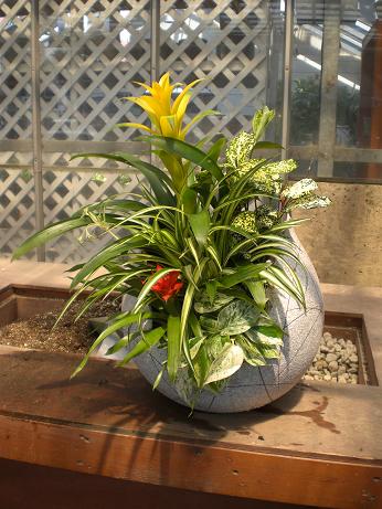 ご注文の観葉寄せ植え♪