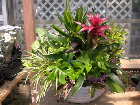 ご注文の観葉寄せ植え♪