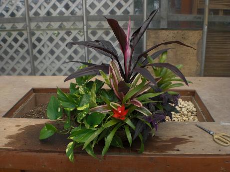 ご注文の観葉寄せ植え♪