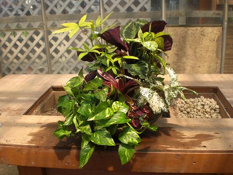 ご注文の観葉寄せ植え♪