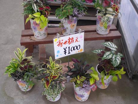１０００円観葉花柄寄せ植え。。。