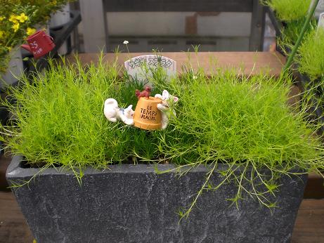 花咲く、サギナ。。。