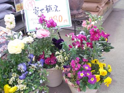 今日の寄せ植え！