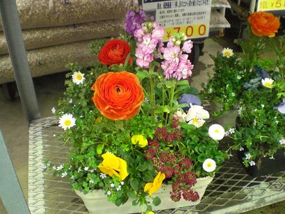 今日の寄せ植え！