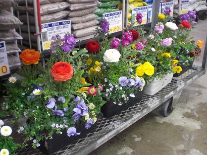 今日の寄せ植え！