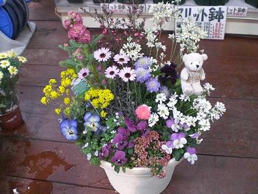 お誕生日御祝の寄せ植え