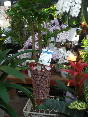 大切な人に植物を送ろう！Father`s Day
