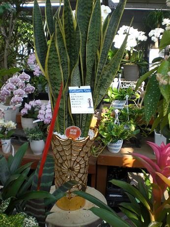 大切な人に植物を送ろう！Father`s Day