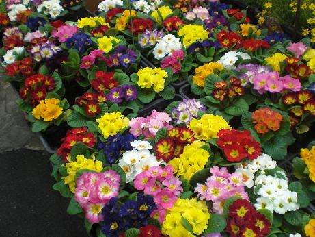 昨日は仕入れでした！人気の定番花苗たくさん入荷