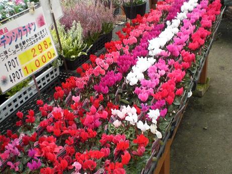 昨日は仕入れでした！人気の定番花苗たくさん入荷