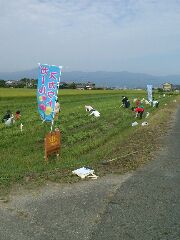 8/16　草取り　