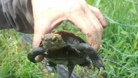 7月30日　田んぼのお便り