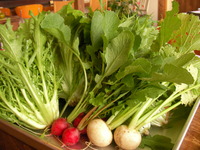 近くで採れた野菜