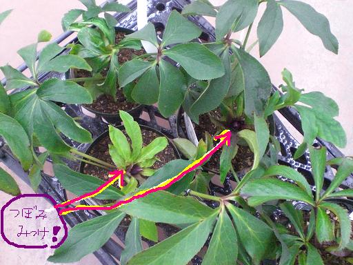 植え替え☆