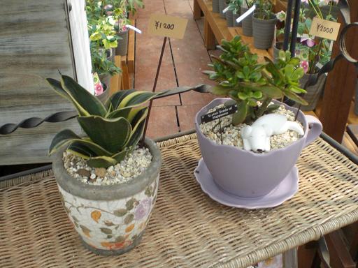 ビオラ植え～