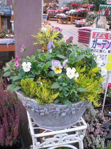 育てる寄せ植え