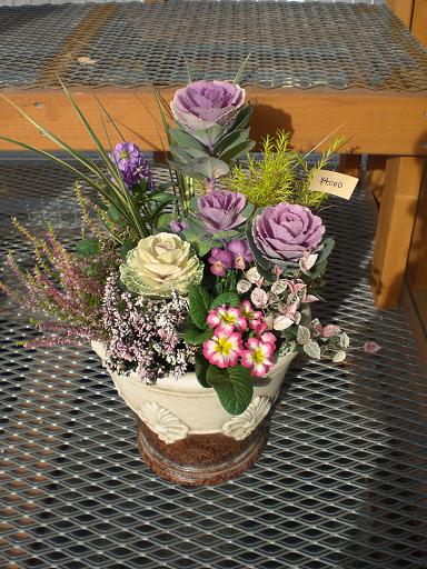 葉牡丹の寄せ植え