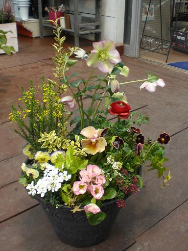 クリロ寄せ植え