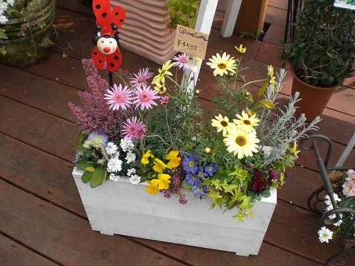 春の寄せ植え～♪