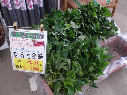 さつまいも！