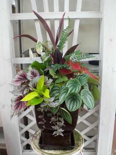 観葉植物寄せ植え講習会、お見本。