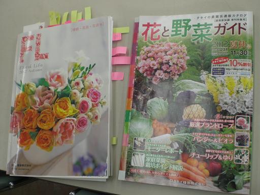 新しいバラ