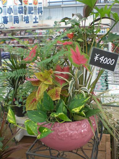 観葉植物寄せ植え作り。。。