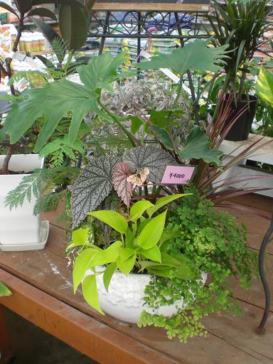 観葉植物寄せ植え作り。。。