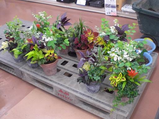 観葉植物寄せ植え作り。。。