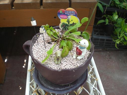 食虫植物。
