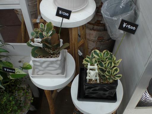 そして、寄せ植え。