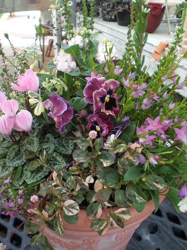 私らしい？寄せ植えです。