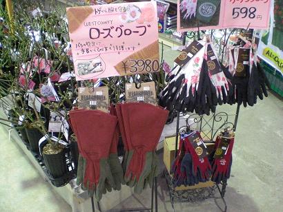 バラ苗木　大量入荷！