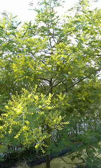 SPRING　HAS　COME！