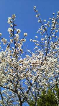 ＳＰＲＩＮＧ！