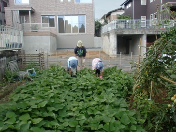 36団　サツマイモは順調に育っています