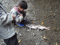 11月3日　ビワマスの観察と魚の標本作り