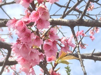 【鎌倉編その1】春を探しに╰(*´︶`*)╯♡