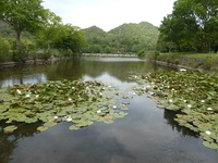 家棟川生態（魚）調査